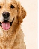Happy dog